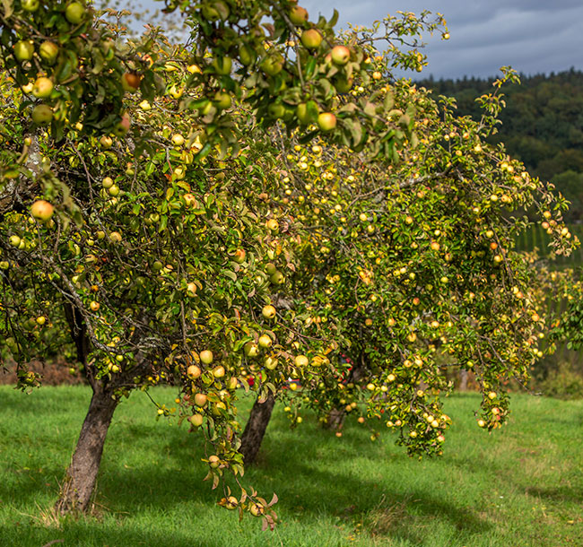 Apfelbaum